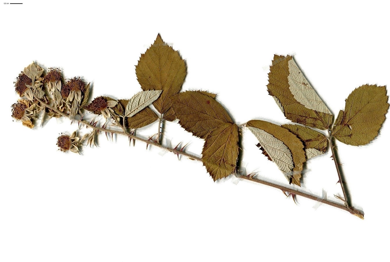 Rubus radula (Rosaceae)